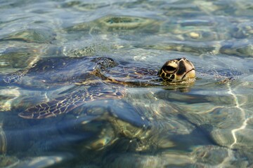 Sea Turtle, Honu, Hawaii