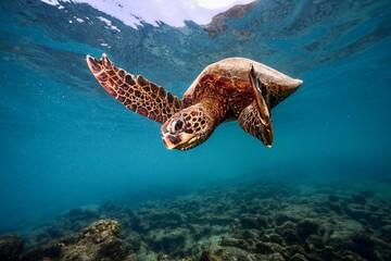 Obraz na płótnie Canvas Sea Turtle, Honu, Hawaii