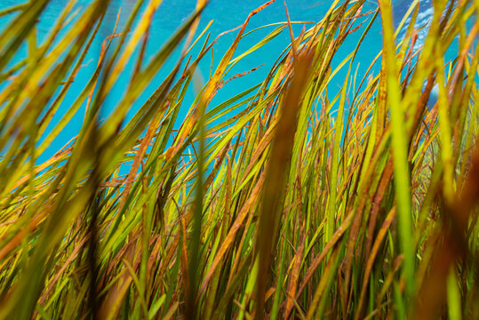 Underwater sea grass with a clear blue water background