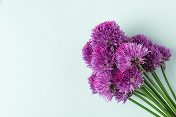 Close up of purple allium flowers on blue background. flat lay. top view - obrazy, fototapety, plakaty