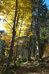 Feuilles jaunes d'automne en forêt