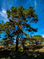 Fichte hinter den Dünen