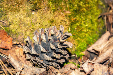 The cone lies among the forest nature. Pine cone in the woods