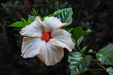 White hibiscus with red interior, in a garden