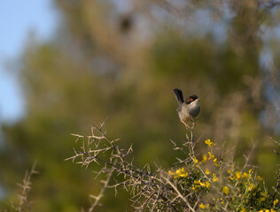 Sardinian warbler small bird perched on a bush.