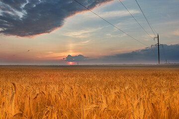 Sunset or sunrise on a field with young rye or wheat and power lines in summer against a cloudy sky. Landscape.