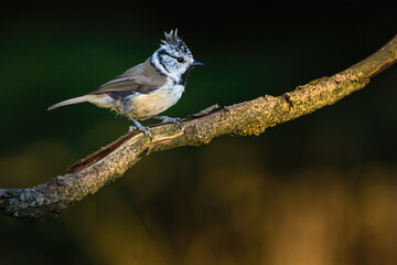 The European crested tit, or simply crested tit - Lophophanes cristatus - formerly Parus cristatus