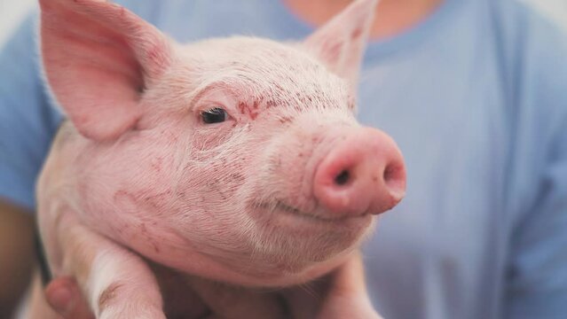 Close-up of a pink piglet in the hands of a farmer. The piglet looks at the camera. Advertising of animal husbandry and farming. Animal care and farming.