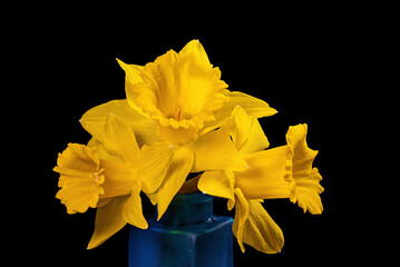 Bright yellow Narcissus or daffodil in a blue vase. It is a genus of spring flowering perennial...