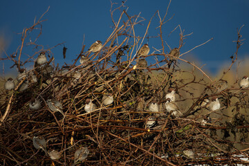 sparrows sit on the bushes after the rain