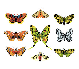Collection of multicolored butterflies. Vector illustration.