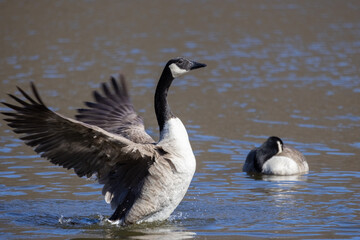 Canada goose.