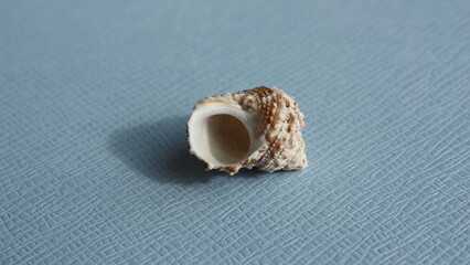 Seashell of sea snail chestnut turban or orange cat eye snail (Turbo castanea) on a blue background. Place of find: Atlantic Ocean, Cuba, Varadero