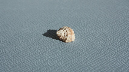 Seashell of sea snail chestnut turban or orange cat eye snail (Turbo castanea) on a blue background. Place of find: Atlantic Ocean, Cuba, Varadero