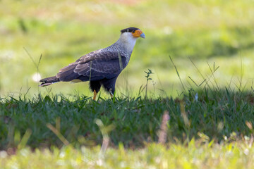 Brazilian Hawk. Crested Caracara also know as Carcara or Carancho hunting in a lawn. Species Caracara plancus. Animal world. Bird lover. Birdwatching. birding.