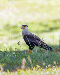 Brazilian Hawk. Crested Caracara also know as Carcara or Carancho hunting in a lawn. Species Caracara plancus. Animal world. Bird lover. Birdwatching. birding.