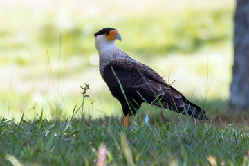 Brazilian Hawk. Crested Caracara also know as Carcara or Carancho hunting in a lawn. Species Caracara plancus. Animal world. Bird lover. Birdwatching. birding.