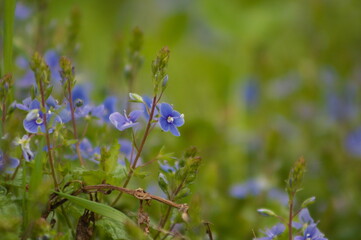 blue flowers in the grass