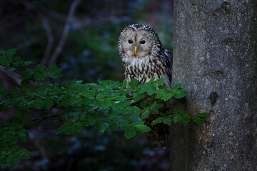 The Ural owl - Strix uralensis - is a large nocturnal owl