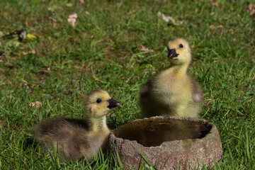 Two cute baby goslings drinking water.