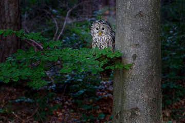 The Ural owl - Strix uralensis - is a large nocturnal owl