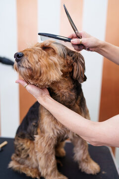 Beautiful Airedale Terrier Enjoying In Professional Grooming And Hair Care. Professional Female Groomer At Work.