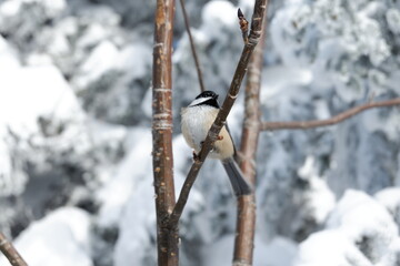 Winter bird