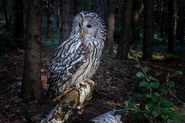 The Ural owl - Strix uralensis - is a large nocturnal owl