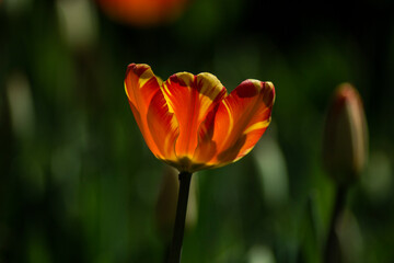 red yellow tulip