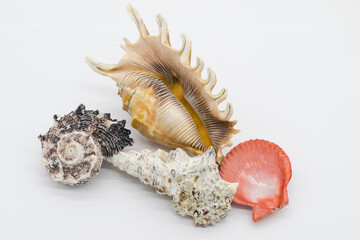 Close-up view of a sea shell on a white background