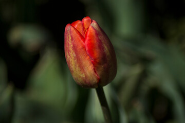 red tulip on a green background