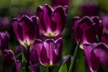 purple tulips in spring