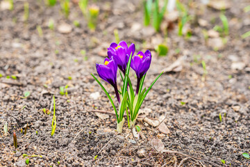 Blooming lilac crocuses blooming on forest meadow. Spring concept, seasons, weather