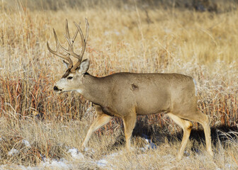 Colorado Wildlife. Wild Deer on the High Plains of Colorado