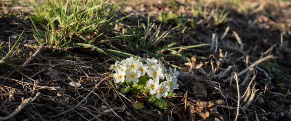 primroses with white petals in evening sunlight