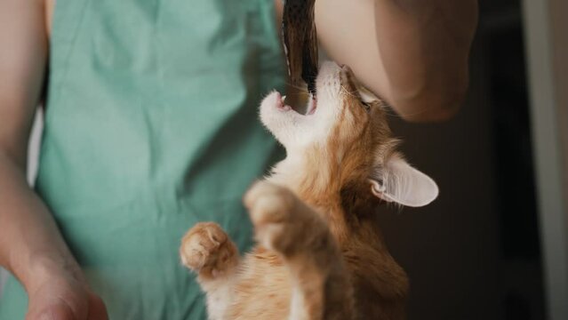 Man owner holds fresh fish on blurred background at home. Hungry domestic red cat jumps trying to bite fishtail reaching with paws close view