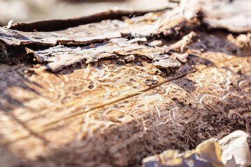 Old wooden material. Solid wood material. Bark on a tree