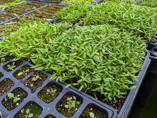 Young plant seedlings growing in greenhouse - 498145872