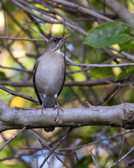 A bird of the brazilian forest. The Creamy-bellied Thrush also know as Sabia Poca or Zorzal Chalchalero on the tree branch. Species Turdus amaurochalinus. Birdwatching. Animal world. Birding.