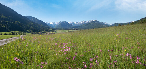 spring landscape allgau alps near Rubi, meadow with pink lychnis flowers