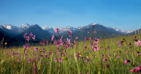 blooming pink lychnis wildflowers, blurry allgau alps in the background