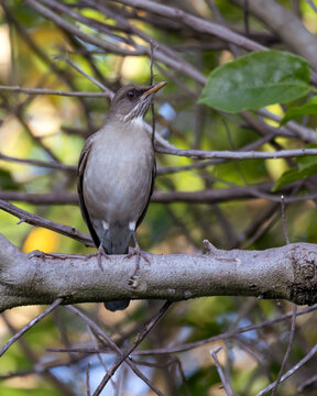 A bird of the brazilian forest. The Creamy-bellied Thrush also know as Sabia Poca or Zorzal Chalchalero on the tree branch. Species Turdus amaurochalinus. Birdwatching. Animal world. Birding.