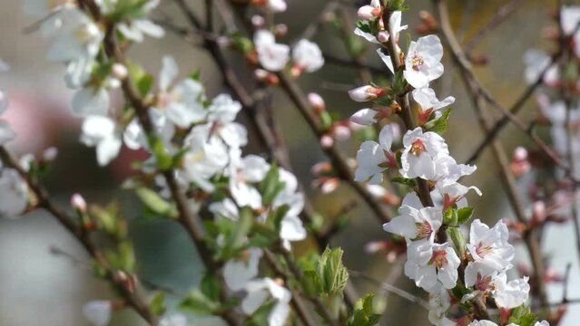 Manchurian cherry, fluffy cherry, mountain cherry, Mongolian cherry, Chinese cherry, blossom on aspring garden. White flowers.