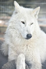 polar wolf dozing with its paws folded in the zoo