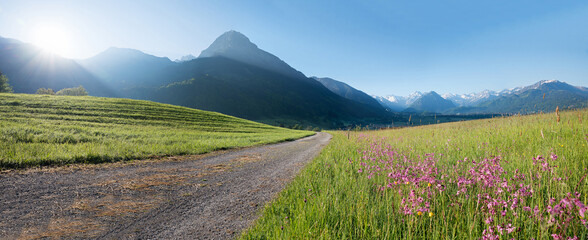 morning scenery with wildflower meadow, view to allgau alps Oberstdorf