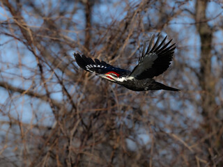 Male Pileated Woodpecker in Flight Against Trees