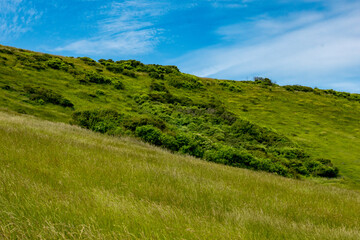 Fototapeta premium Südengland Küste - Grünes Gars