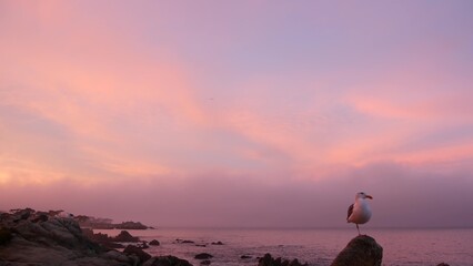 Rocky craggy ocean beach, calm sea waves, pink purple pastel sunset sky, Monterey, 17-mile drive seascape, California coast, USA. Beachfront waterfront Pacific Grove, waterside promenade. Seagull bird