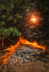  wildfire at sunset, burning pine forest .