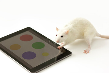 Smart, intelligent animal with small brain: white lab rat does intellectual logical exercises,...